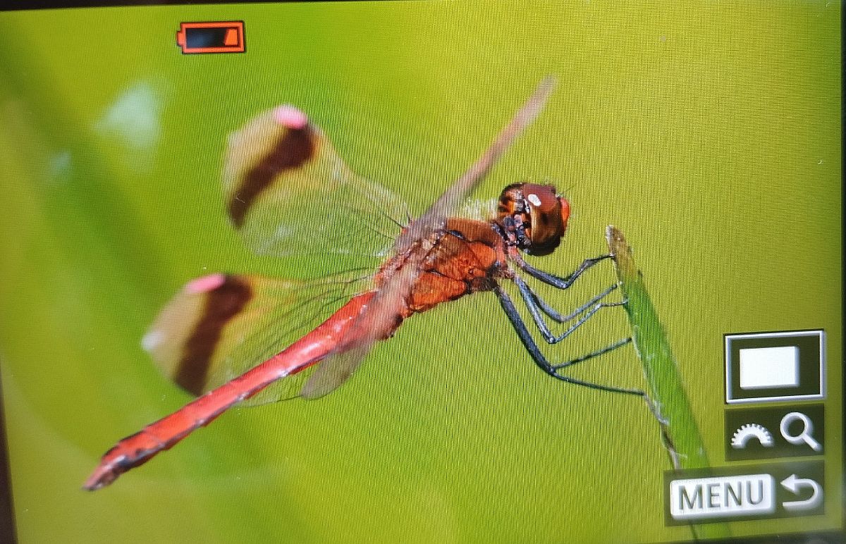Sympetrum pedemontanum  - Battisti Andrea