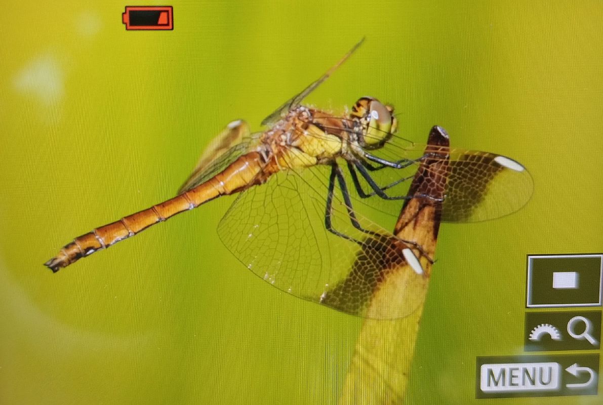 Sympetrum pedemontanum  - Battisti Andrea