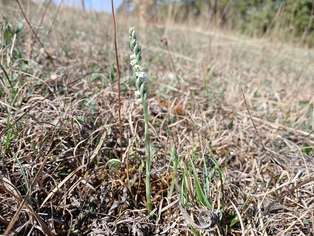 Spiranthes spiralis  - Alain Falvard