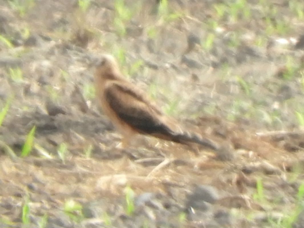 Albanella pallida  - Massimo Tassinari