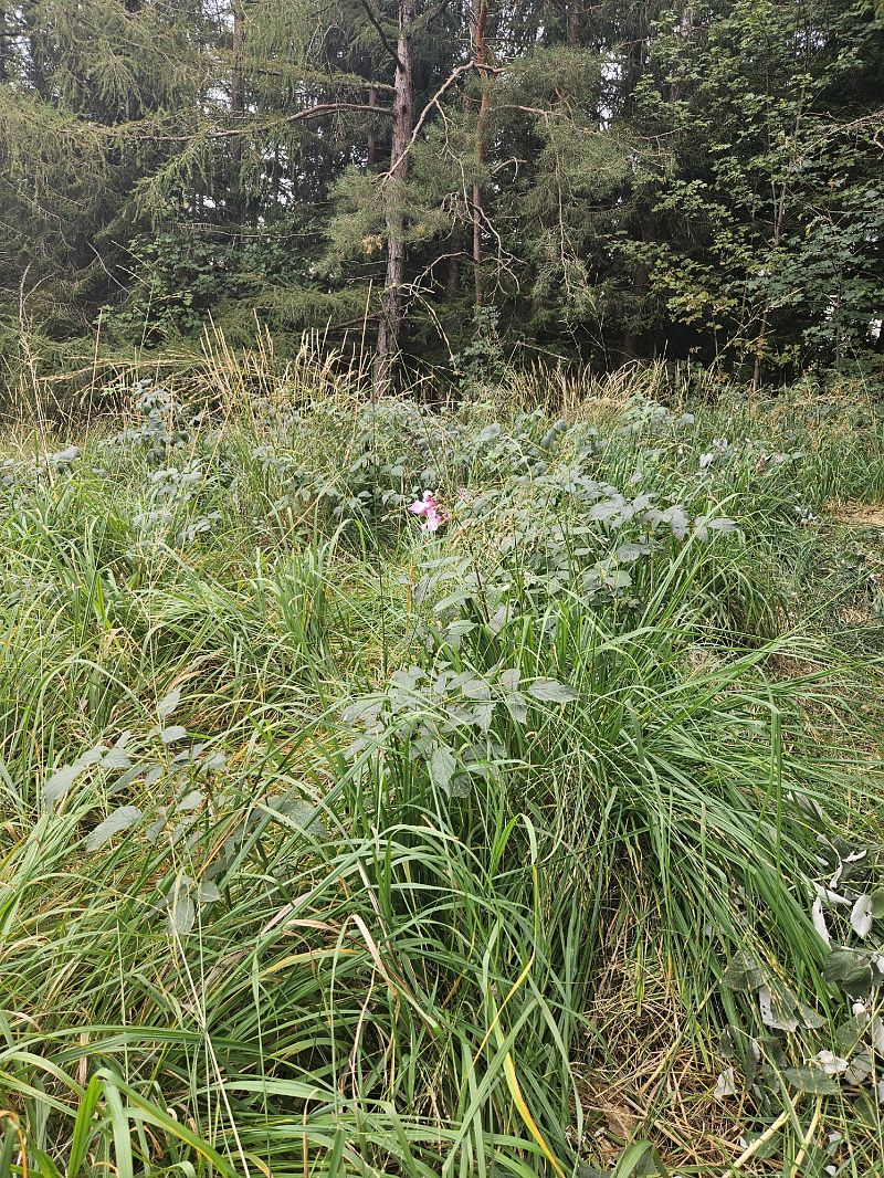 Impatiens glandulifera  - Elisa de Belli (FVG)