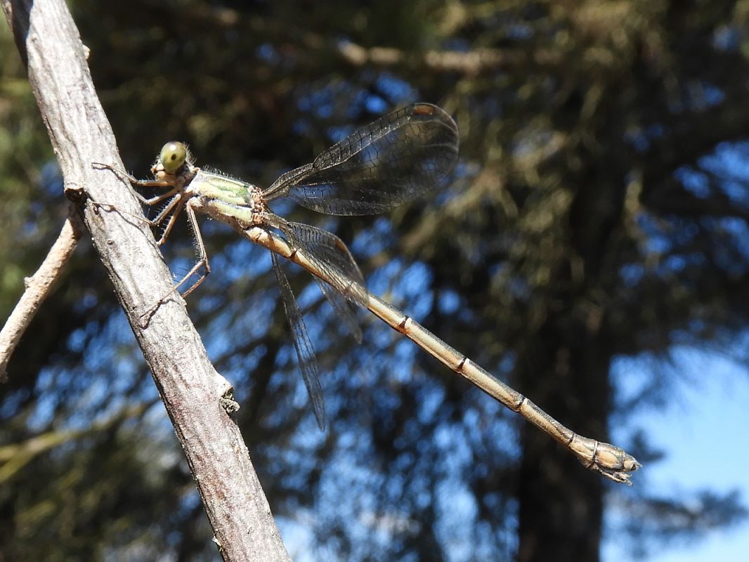 Lestes parvidens  - Massimo Tassinari