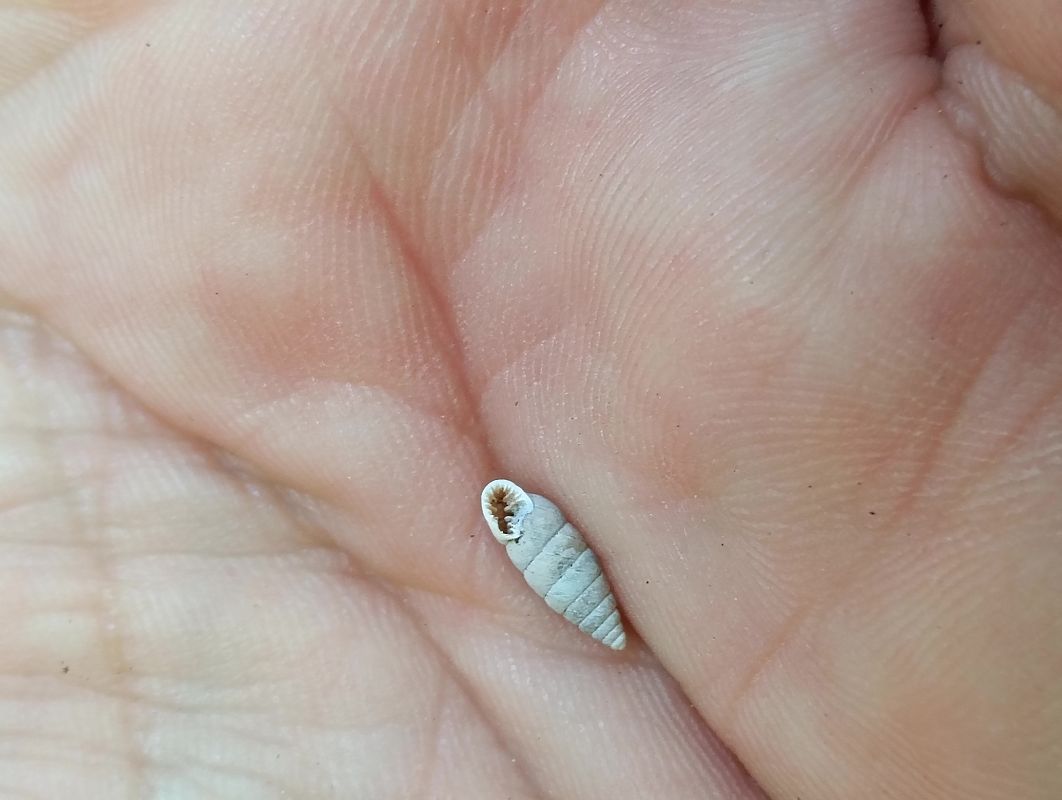 Chondrina dertosensis  - Toni Alonso Jardí
