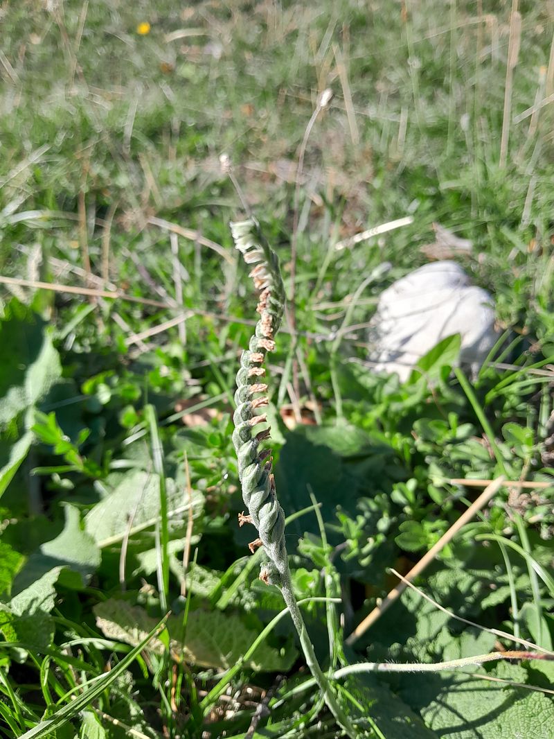 Spiranthes spiralis  - Annie Gagneux