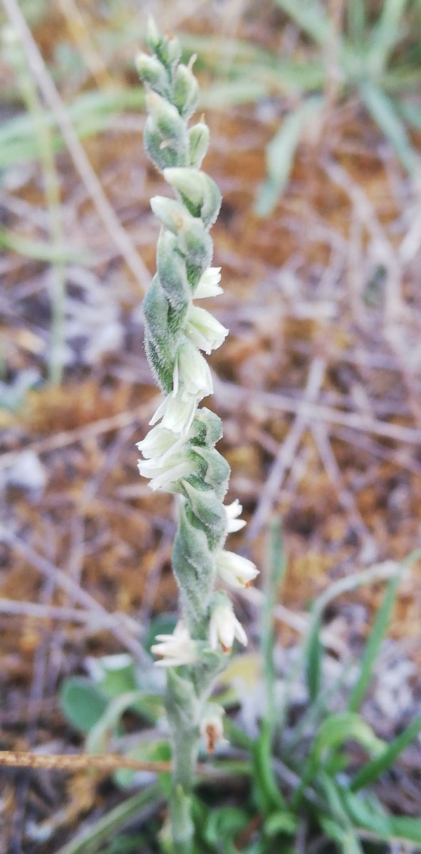 Spiranthes spiralis  - Laurent Fourneret