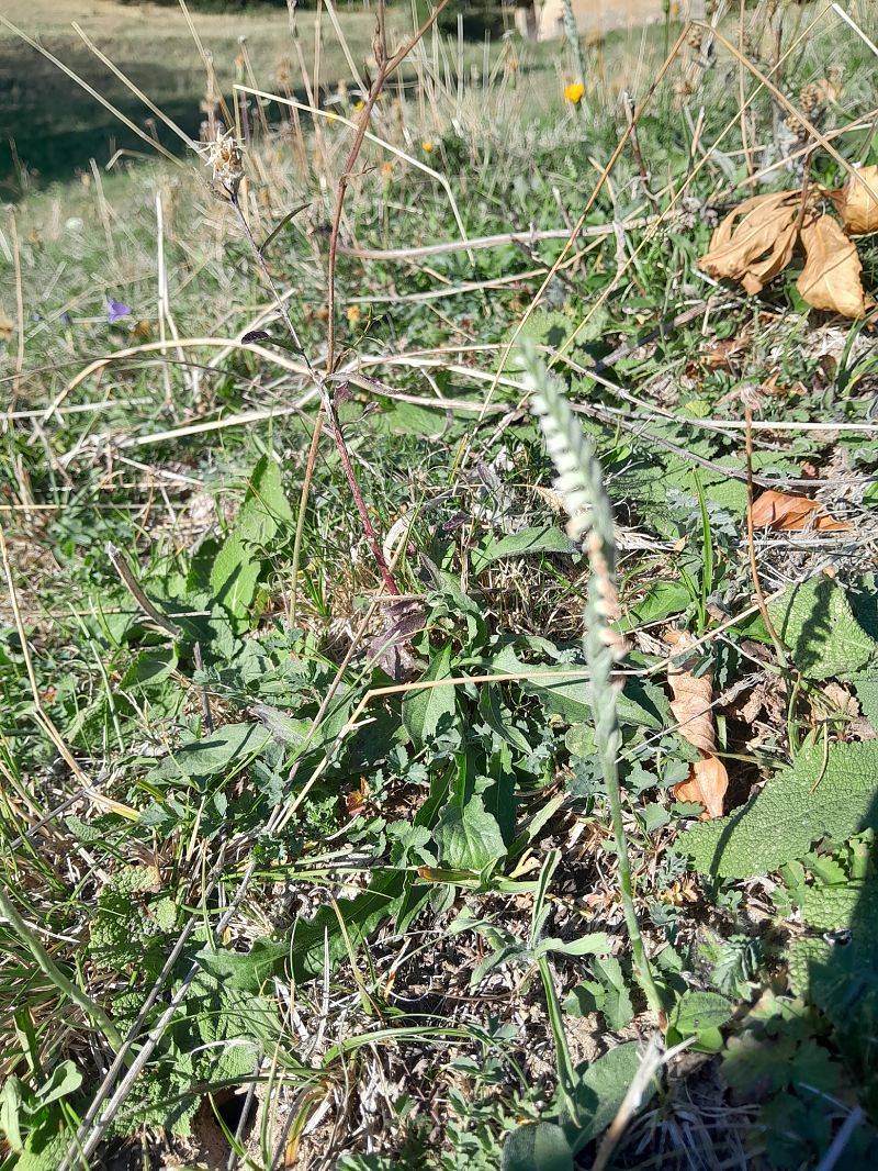 Spiranthes spiralis  - Annie Gagneux