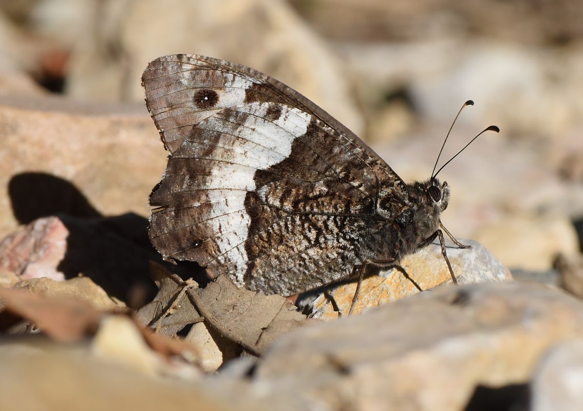 Hipparchia sp.  - Alberto Manganaro