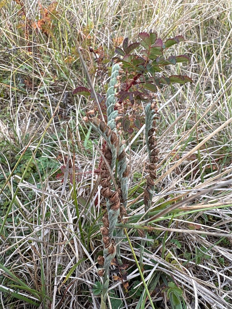 Spiranthes spiralis  - Philippe Altot