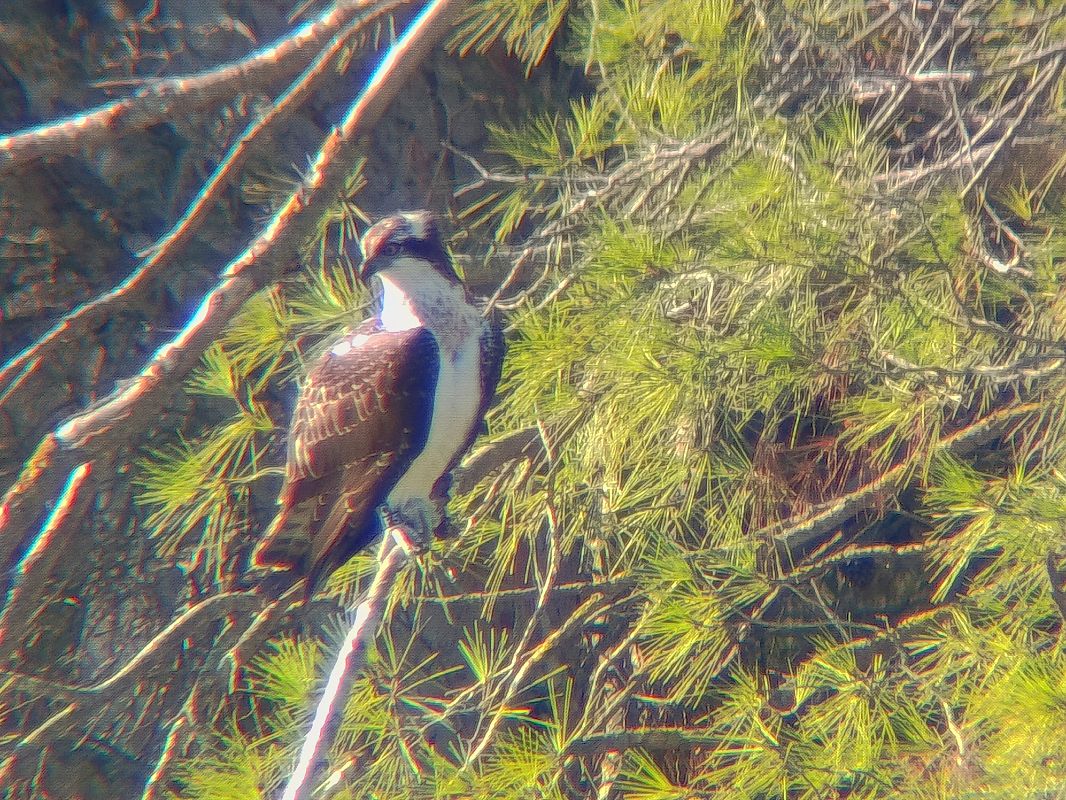 Àguila pescadora  - Andreu Duclau