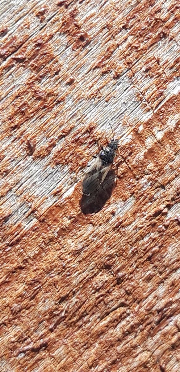 Metopoplax ditomoides  - Michele Cento