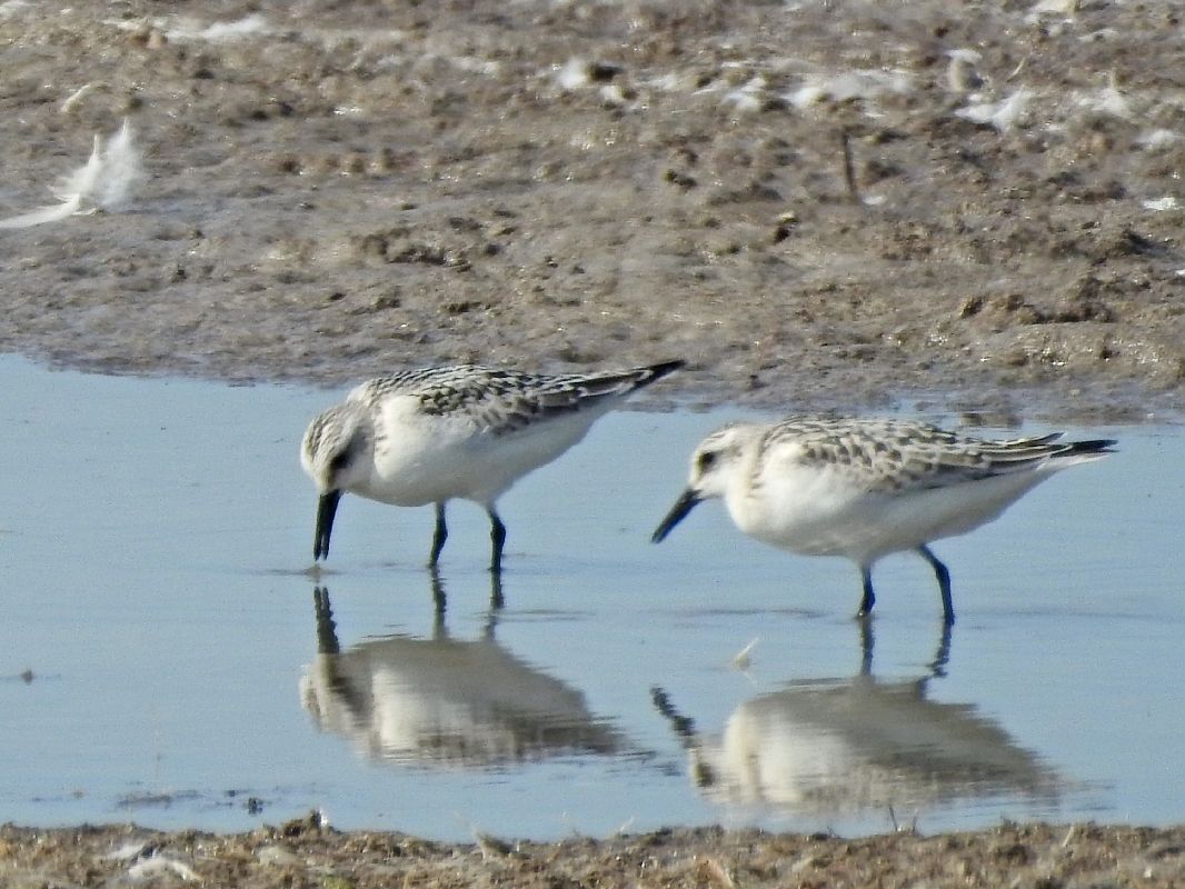 Bécasseau sanderling  - Martin Leitner