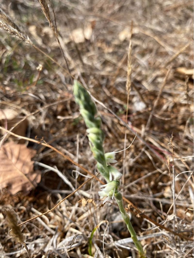 Spiranthes spiralis  - Catherine Lafaysse-Laurette