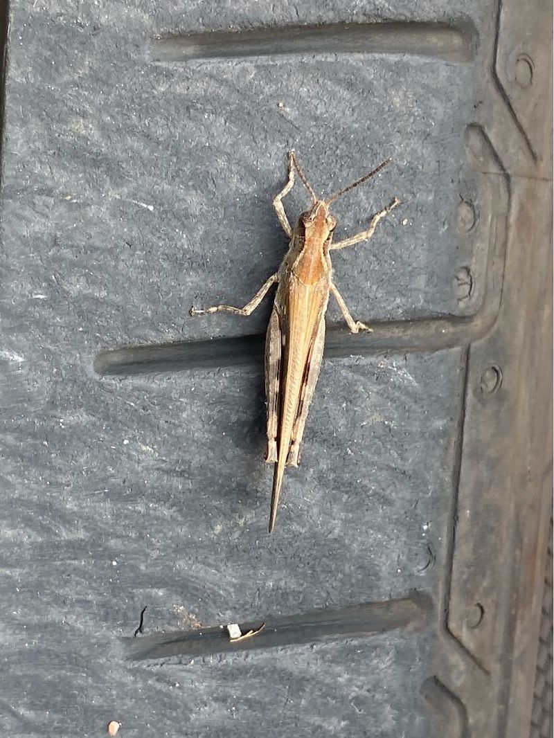Aiolopus strepens  - Maria Rita Gelso