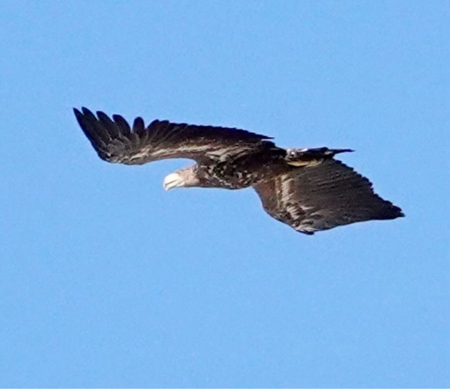 Aquila di mare  - Ivano Candon