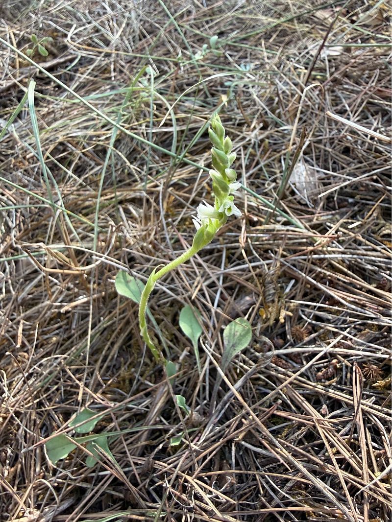 Spiranthes spiralis  - Pep Sole