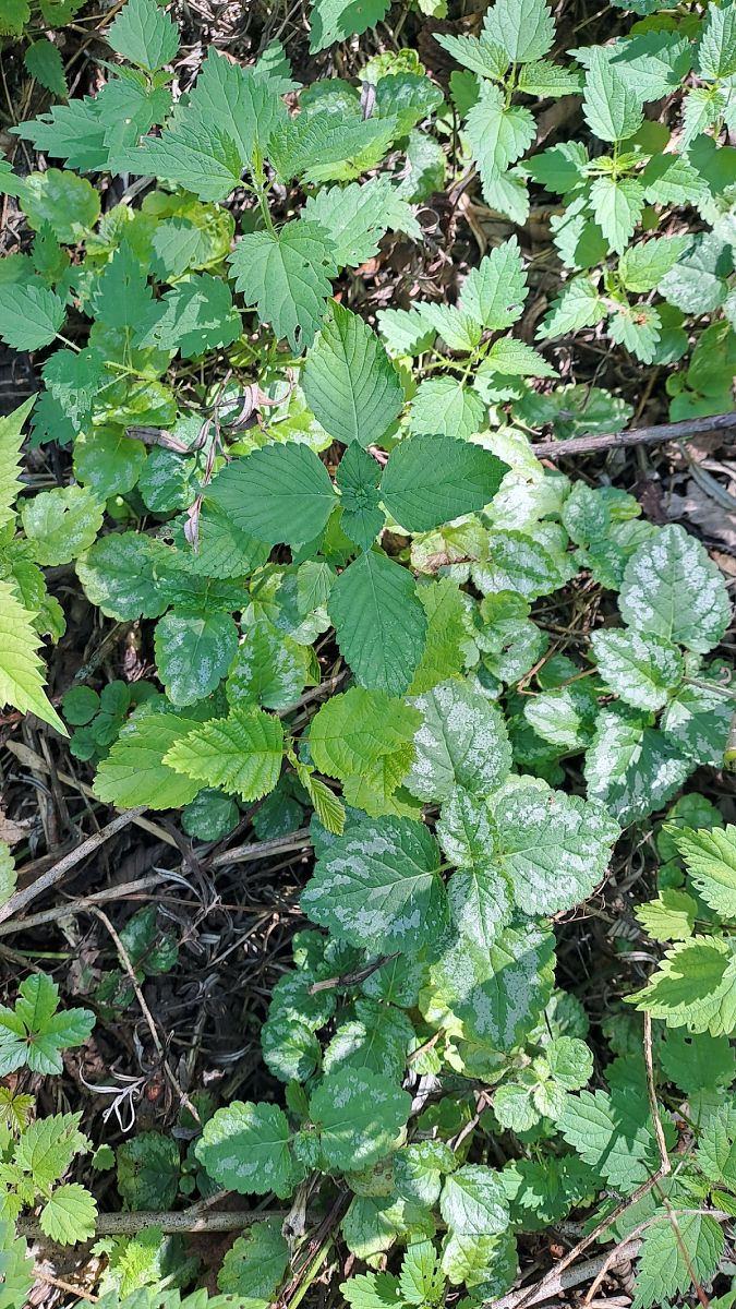 Lamium argentatum  - Niko Borghese (FVG)