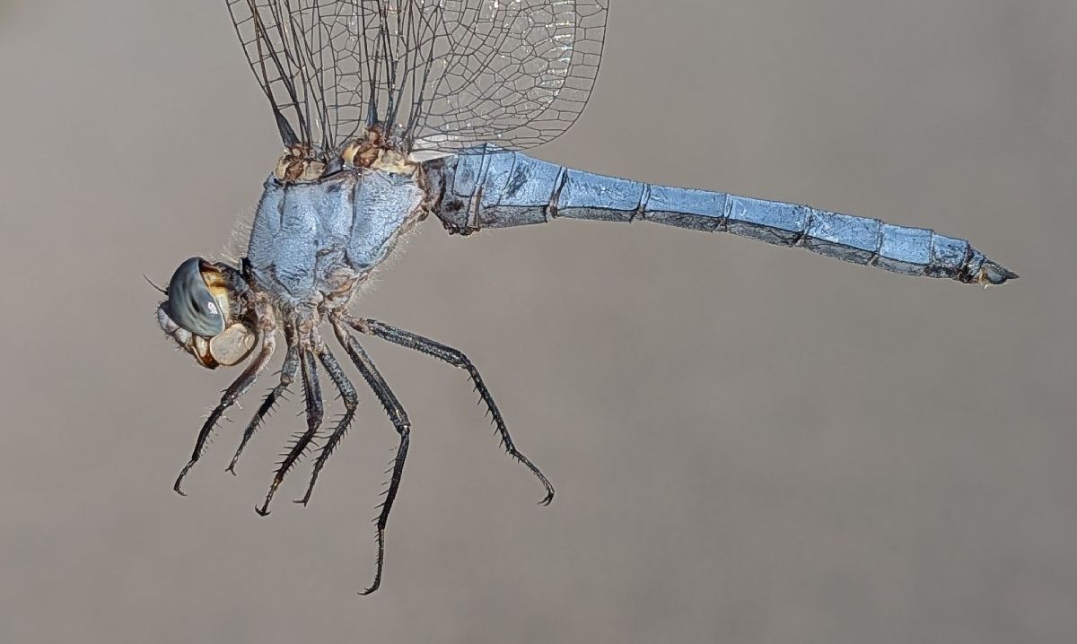 Orthetrum brunneum  - Andrea Verdelli