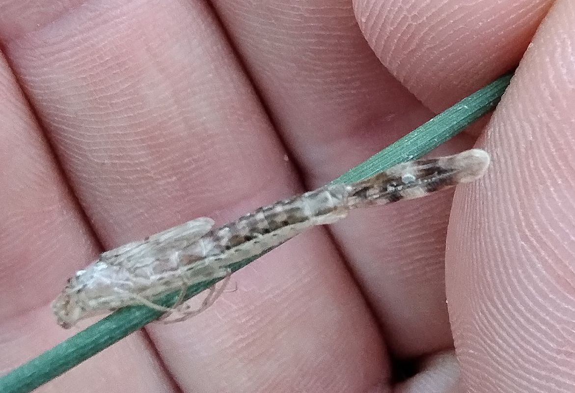 Chalcolestes viridis  - Battisti Andrea