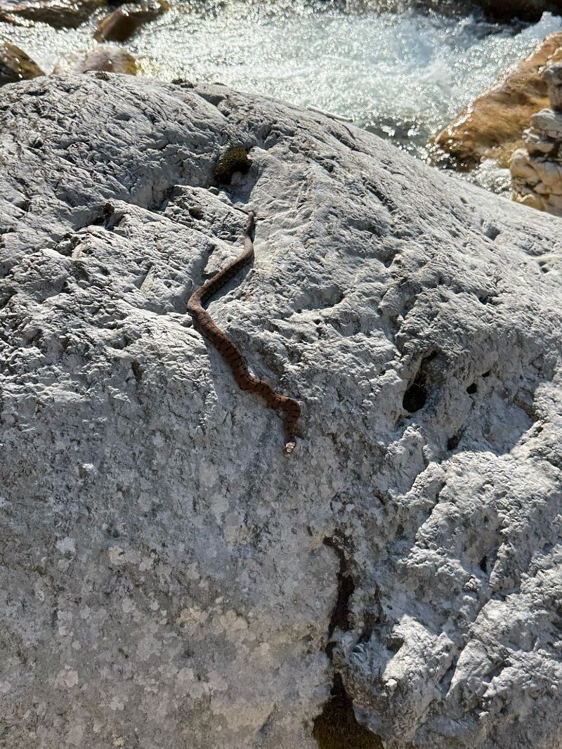 Vipera comune  - Gabriele de Nadai