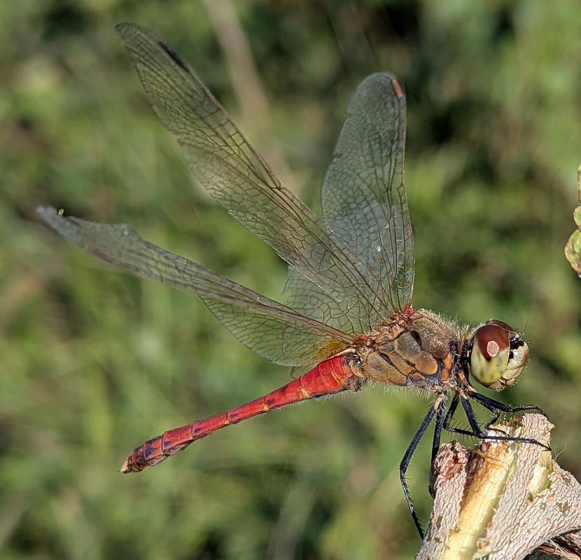 Sympetrum depressiusculum  - Andrea Verdelli