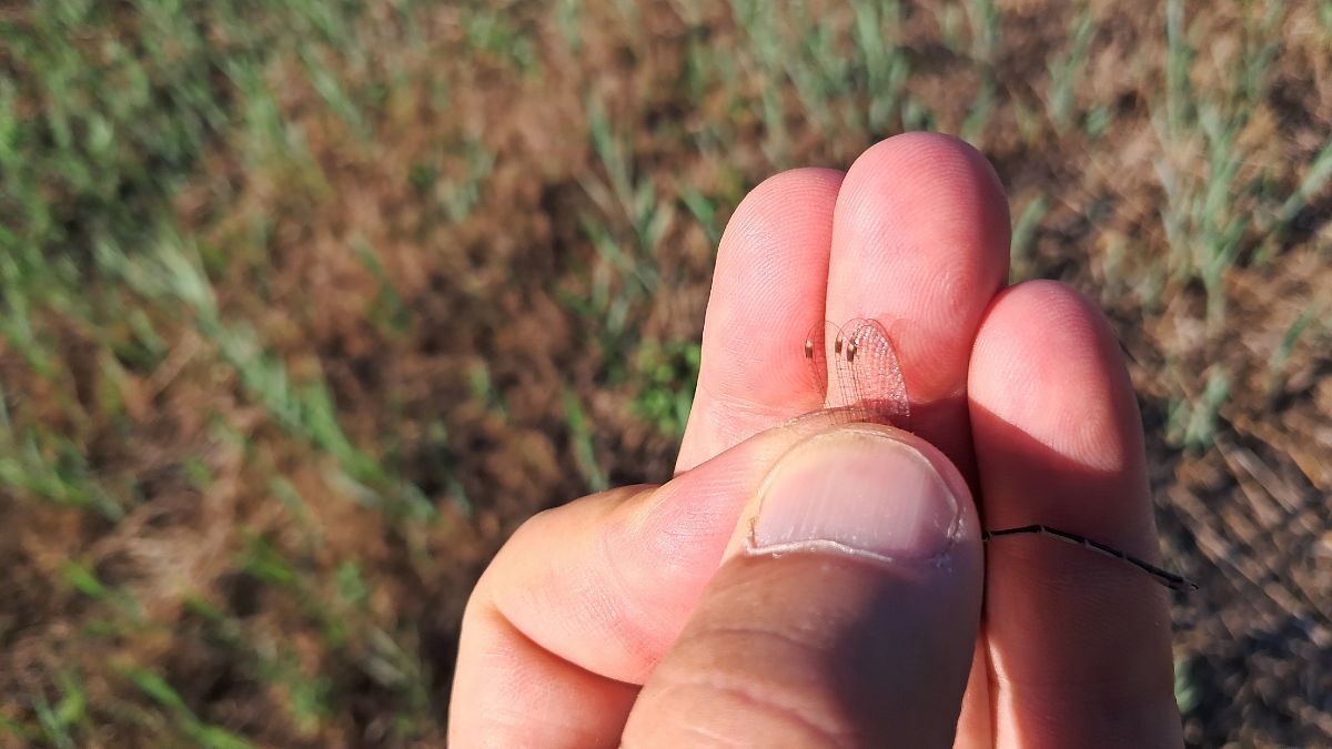 Lestes barbarus  - Roberto Fabbri