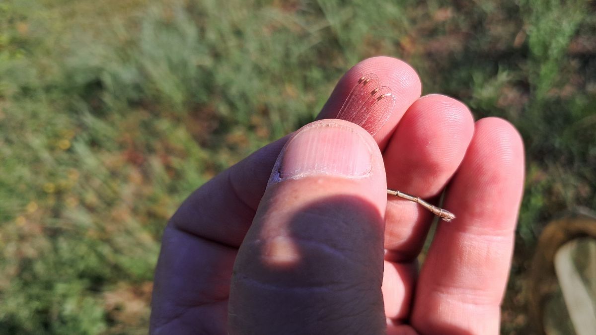 Lestes barbarus  - Roberto Fabbri