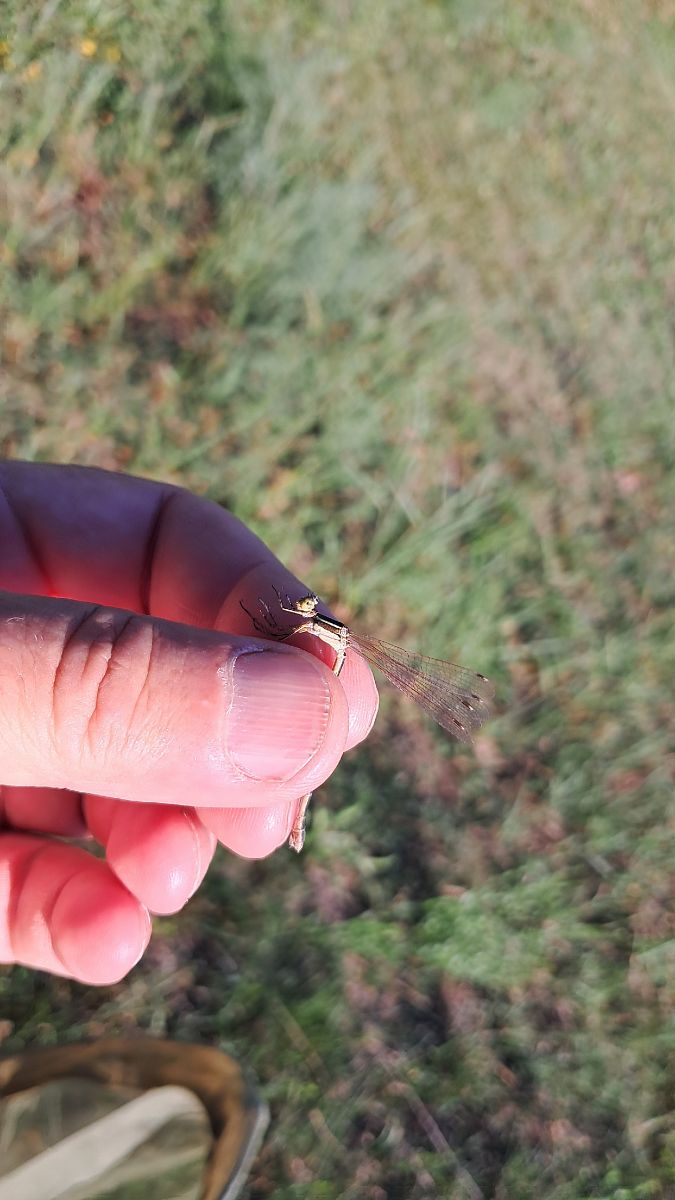 Lestes barbarus  - Roberto Fabbri