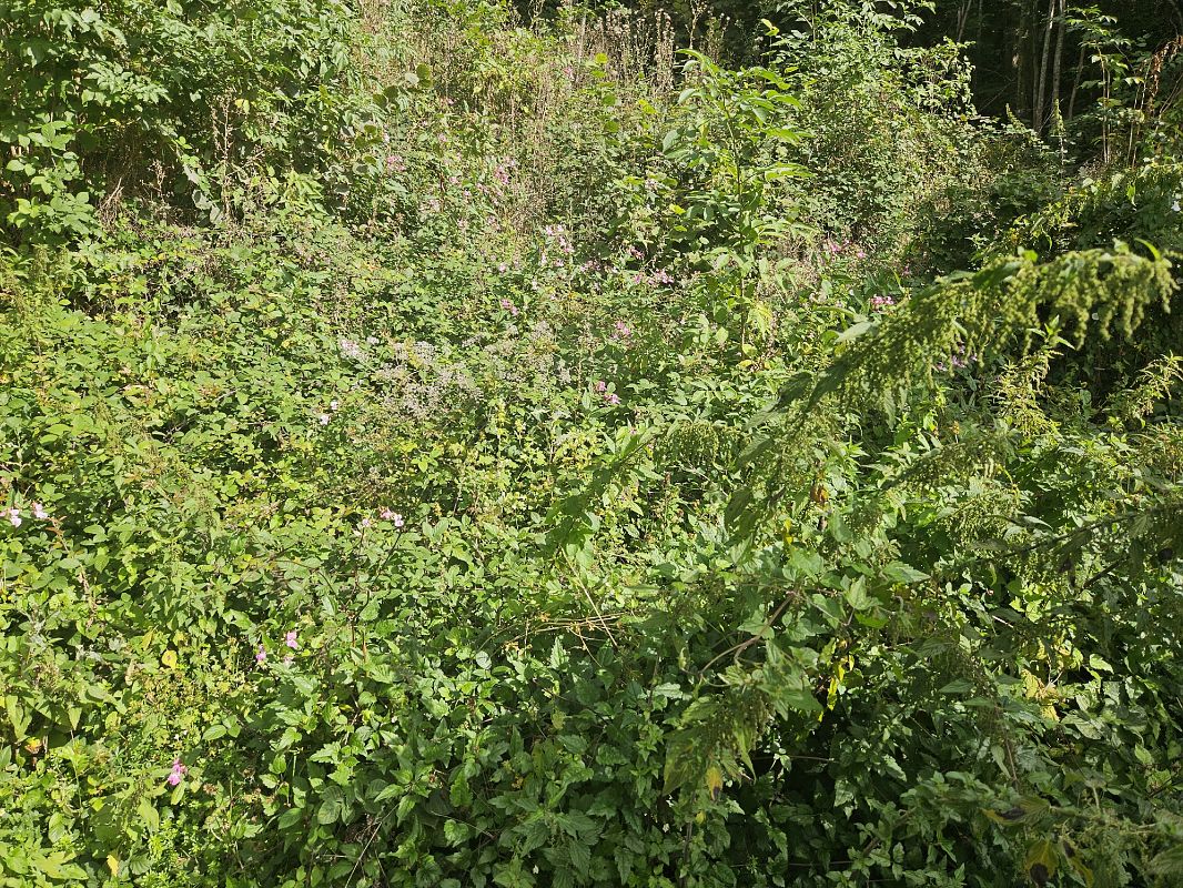 Impatiens glandulifera  - Elisa de Belli (FVG)