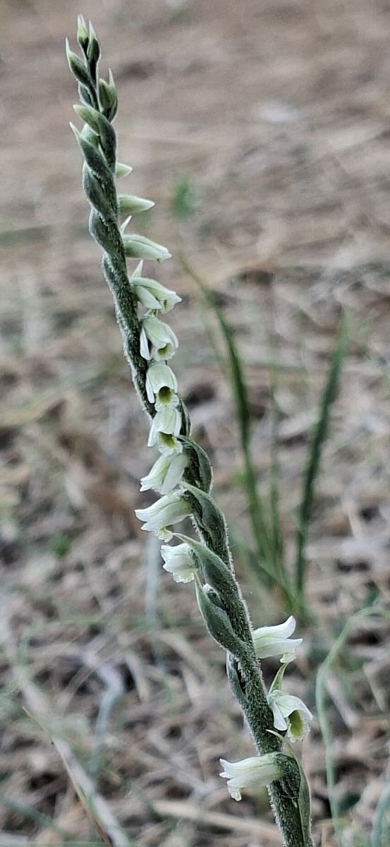 Spiranthes spiralis 
