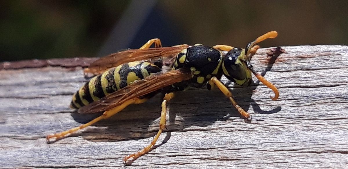 Polistes sp.  - Michele Cento