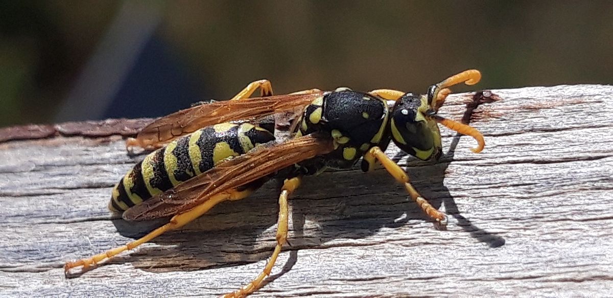Polistes sp.  - Michele Cento