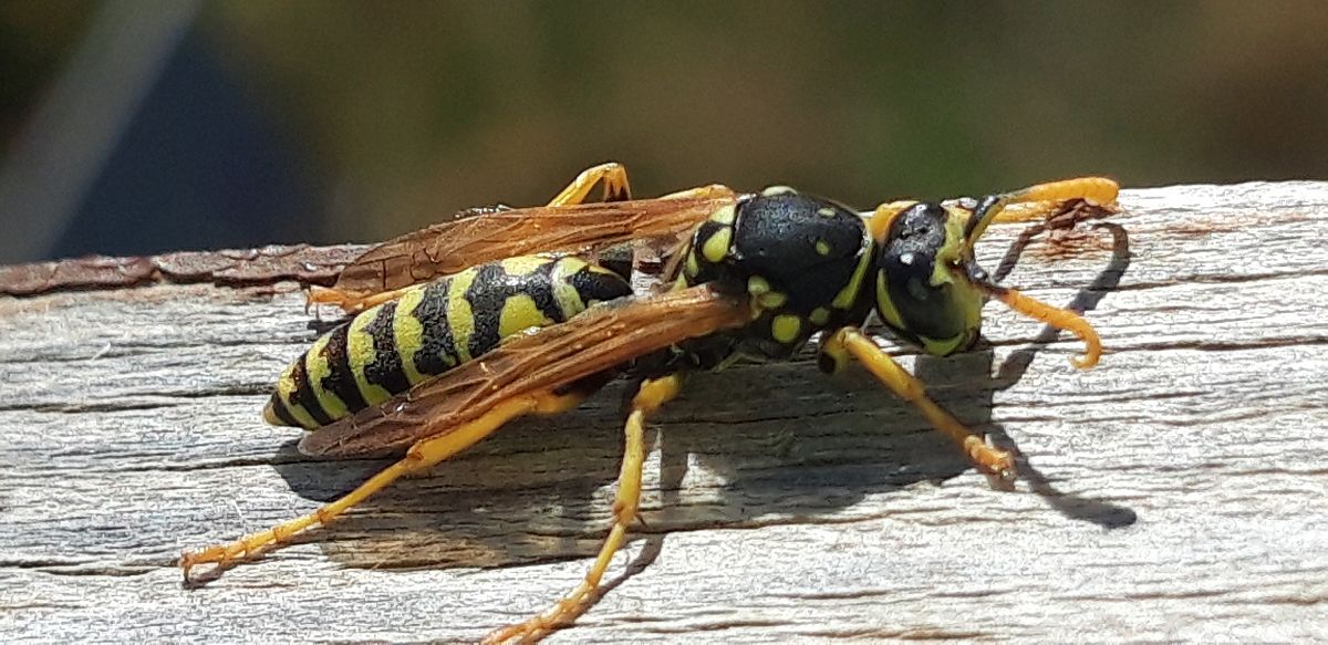 Polistes sp.  - Michele Cento