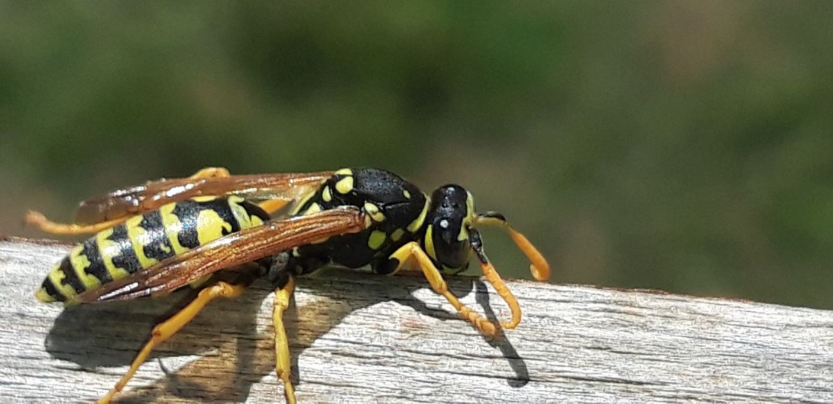 Polistes sp.  - Michele Cento
