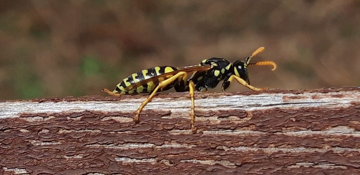 Polistes sp.  - Michele Cento