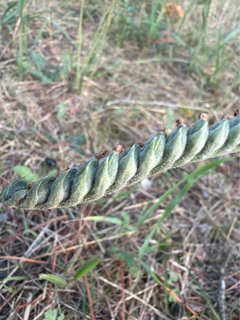 Spiranthes spiralis  - David Vilasís Boix