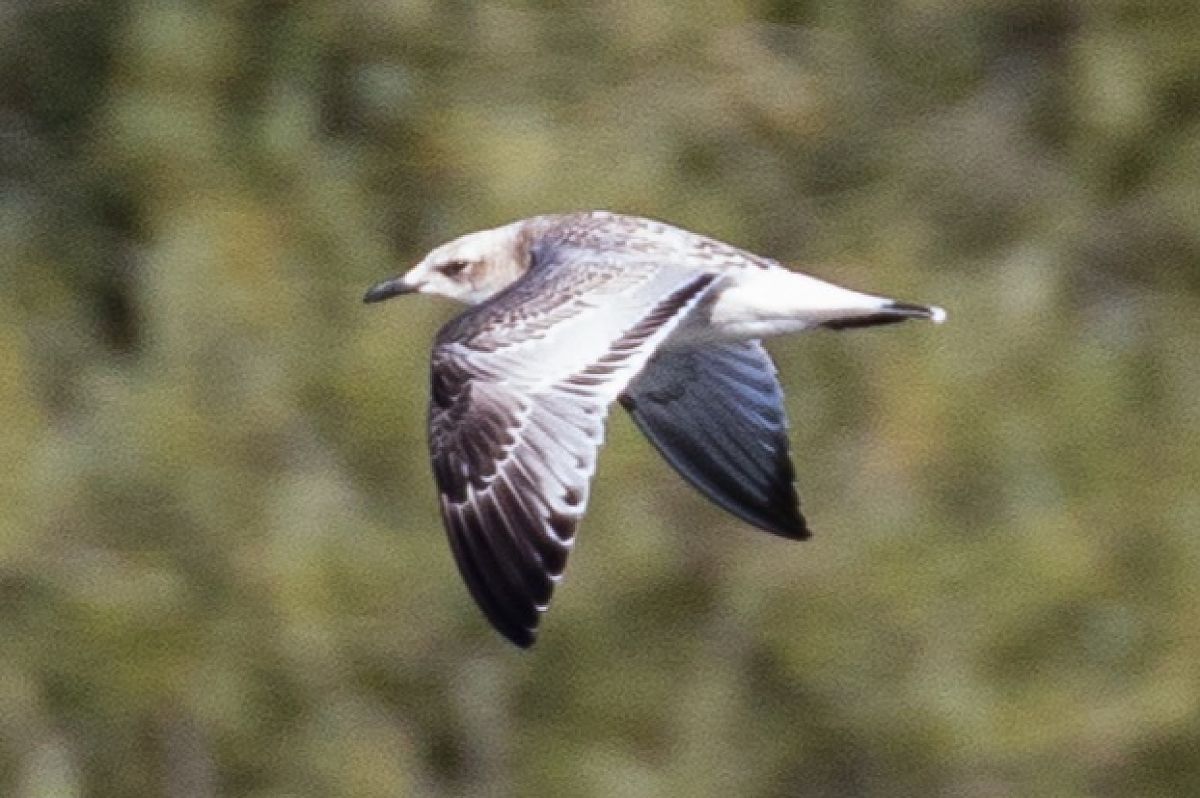 Mouette mélanocéphale  - Viehböck Helga
