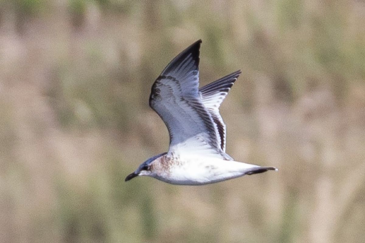 Mouette mélanocéphale  - Viehböck Helga