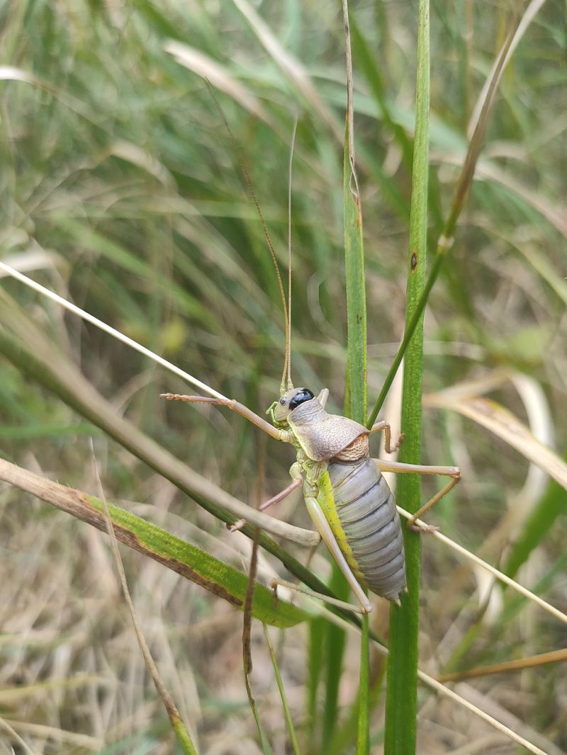 Ephippiger carlottae  - Daniele Baroni
