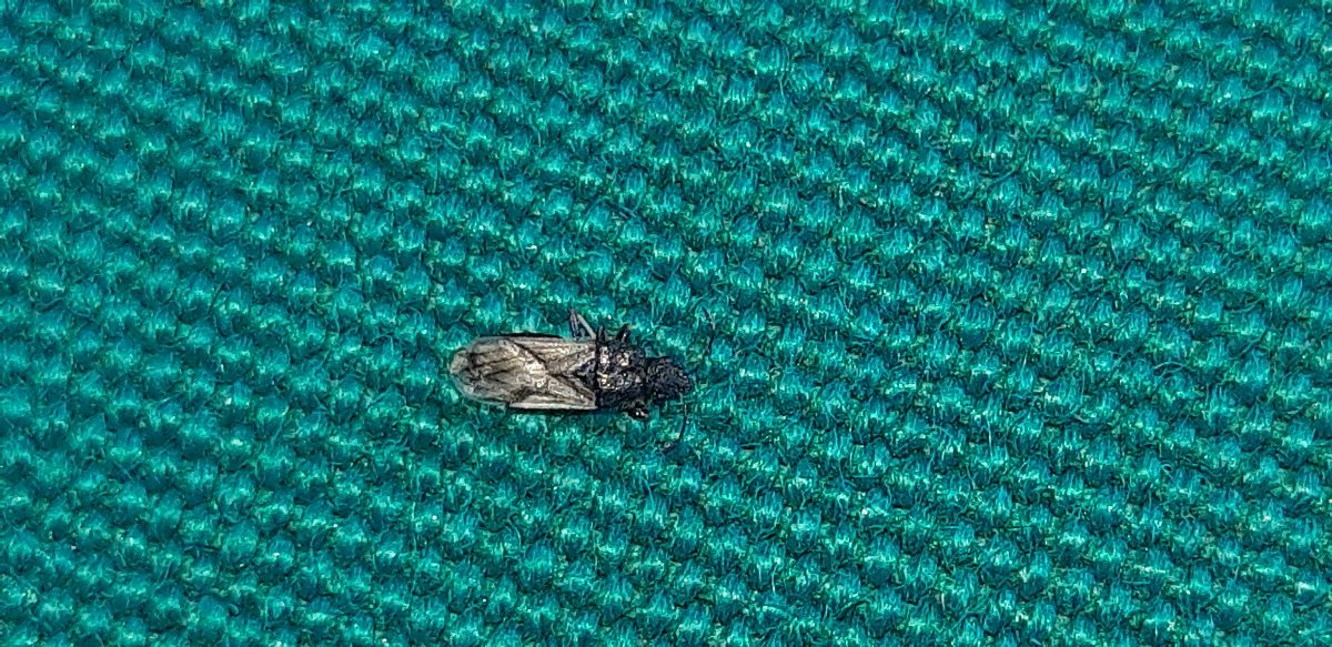Metopoplax ditomoides  - Michele Cento