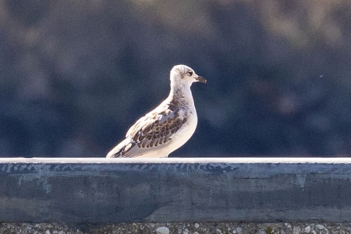 Mouette mélanocéphale  - Viehböck Helga