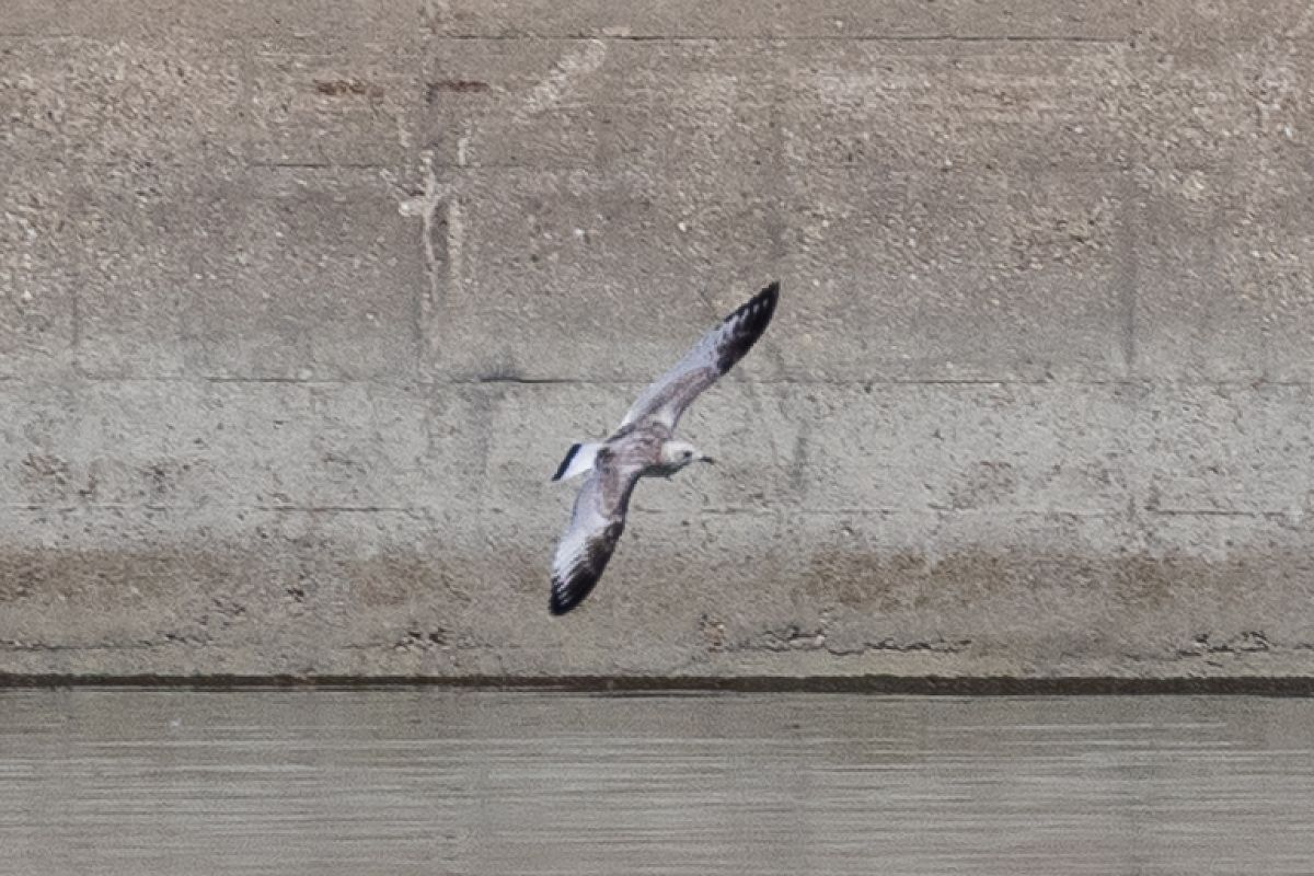 Mouette mélanocéphale  - Viehböck Helga