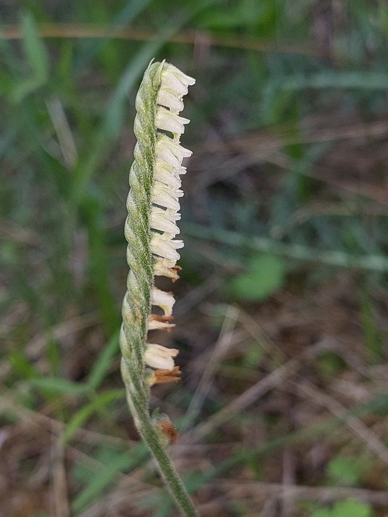 Spiranthes spiralis  - Bernard Sonnerat