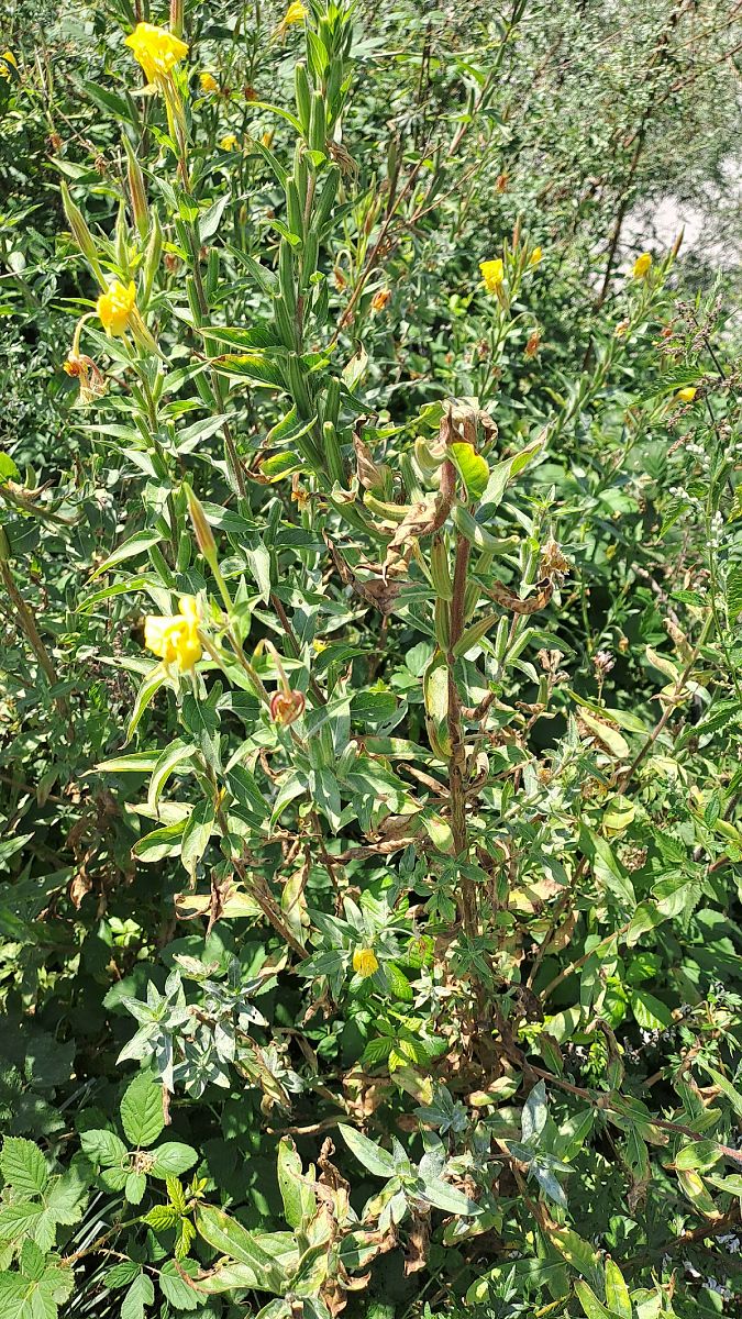Oenothera biennis  - Niko Borghese (FVG)