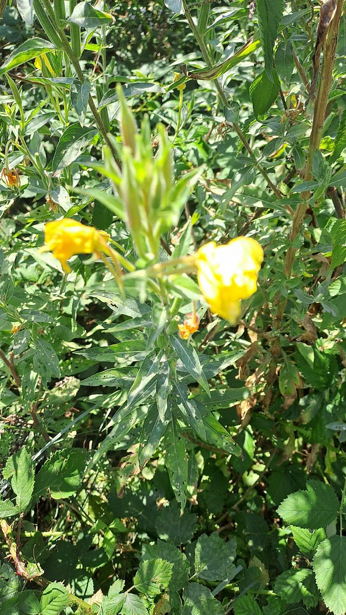 Oenothera biennis  - Niko Borghese (FVG)