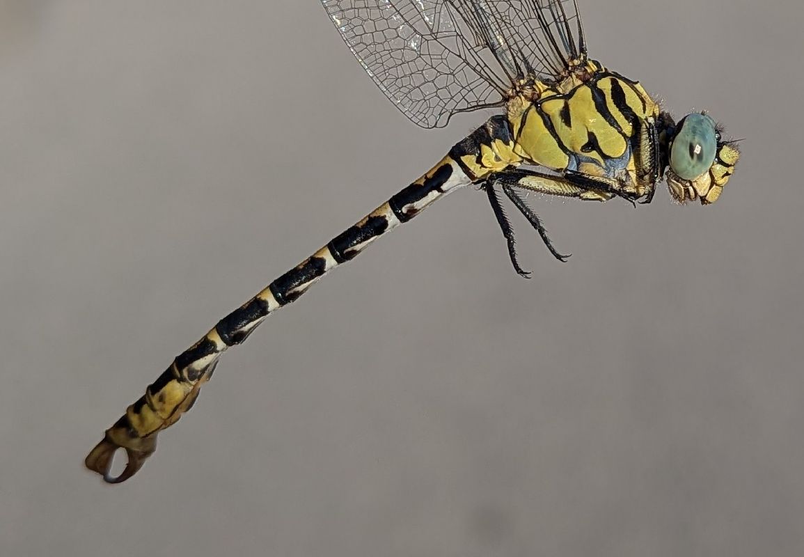Onychogomphus forcipatus  - Andrea Verdelli