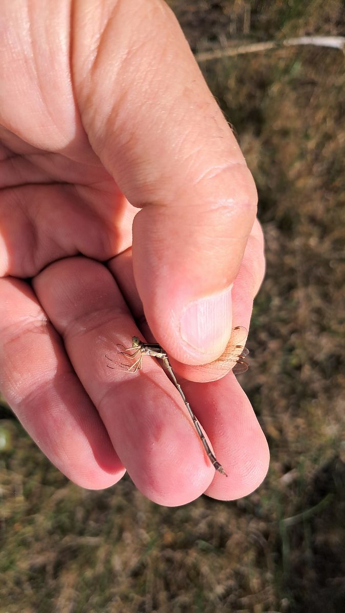 Lestes barbarus  - Roberto Fabbri