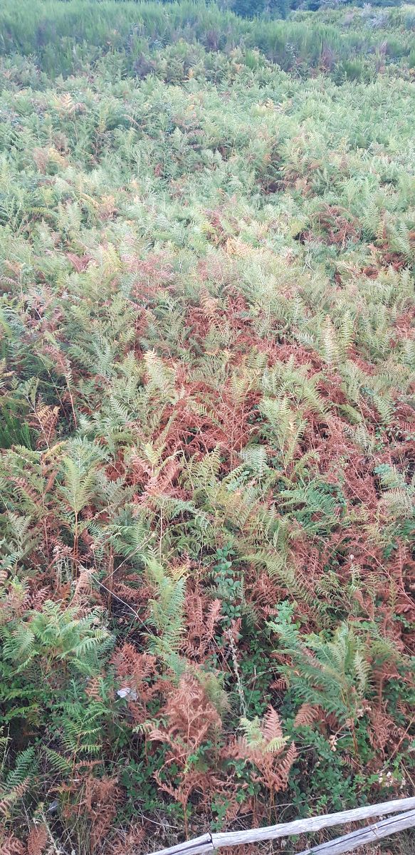 Pteridium aquilinum  - Michele Cento