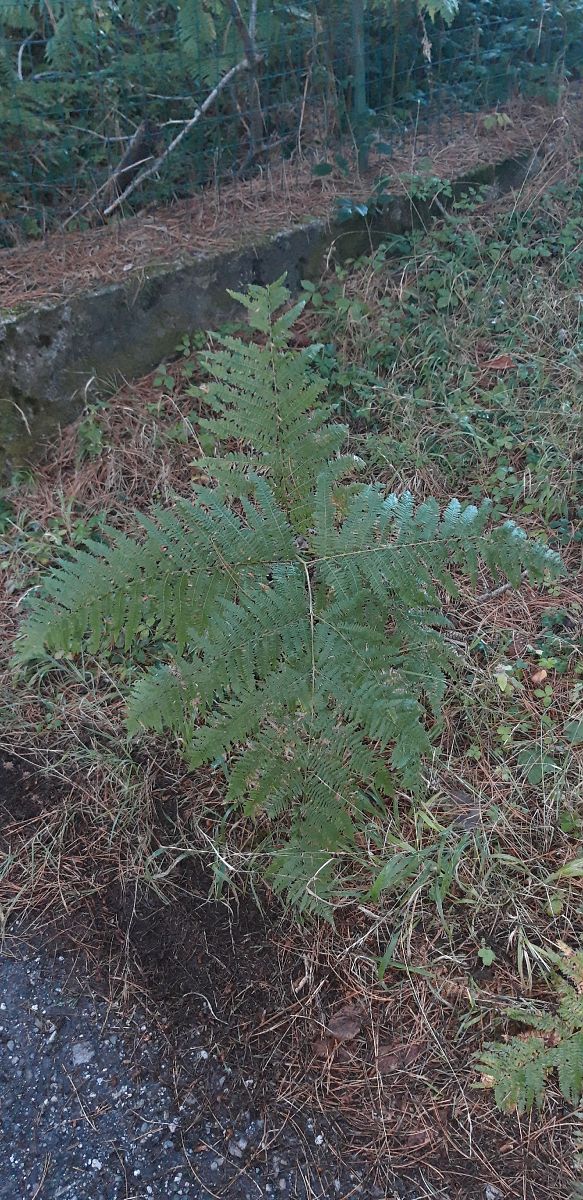 Pteridium aquilinum  - Michele Cento