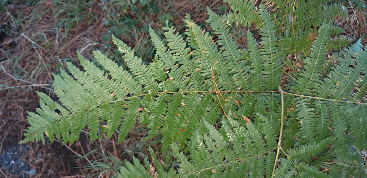 Pteridium aquilinum  - Michele Cento