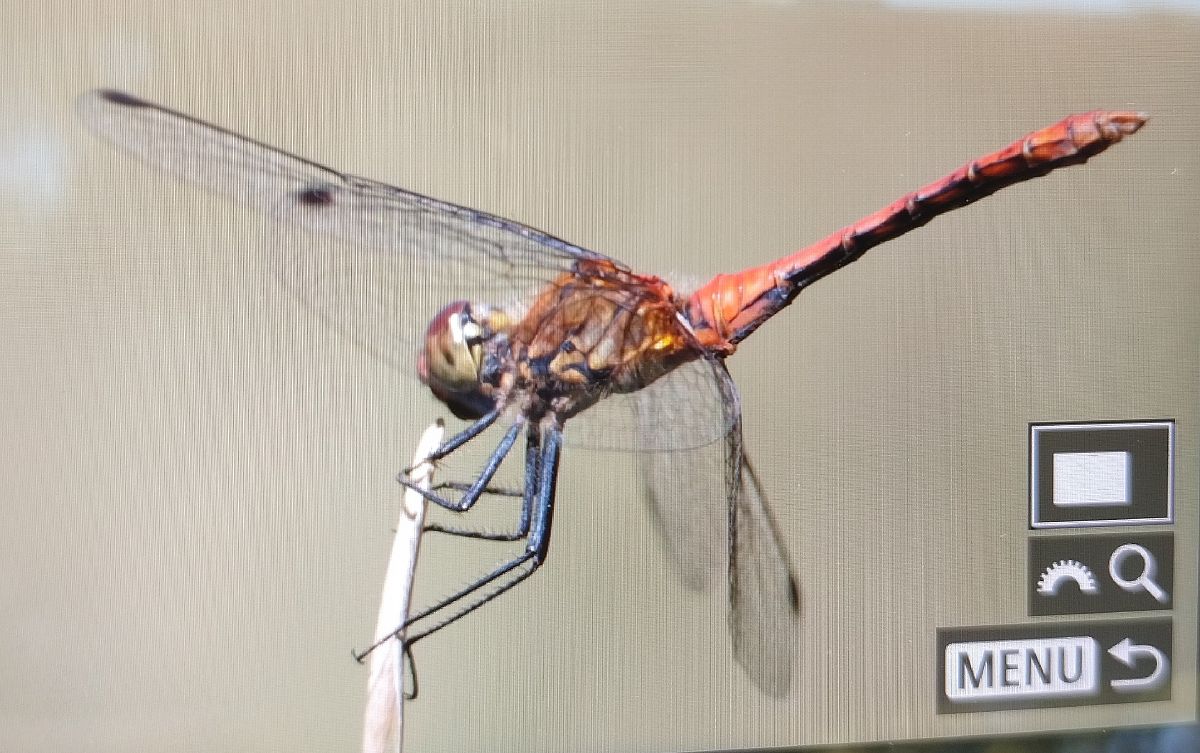 Sympetrum sanguineum  - Battisti Andrea